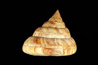 藏品(紅翁戎螺)的圖片